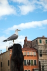 Picture of sea gull perched on pole in Venice