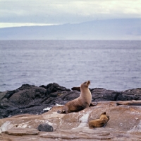 Picture of sea lion and pup on james island, galapagos islands