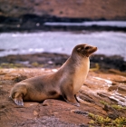 Picture of sea lion on james island, galapagos islands