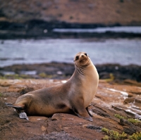 Picture of sea lion on james island, galapagos islands
