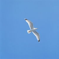 Picture of seagull flying off scotland