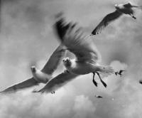 Picture of Seagulls in air