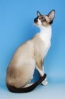 Picture of seal and white oriental shorthair cat, sitting down on blue background
