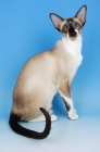 Picture of seal and white oriental shorthair cat, looking at camera