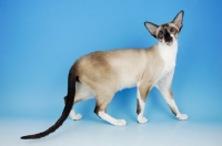 Picture of seal and white oriental shorthair cat