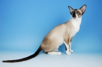 Picture of seal and white oriental shorthair cat, sitting down