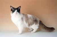 Picture of seal bi-colour Ragdoll cat