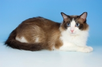 Picture of seal bi-coloured ragdoll cat looking away