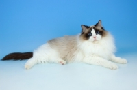 Picture of seal bi-coloured ragdoll cat lying down