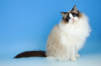 Picture of seal bi-coloured ragdoll cat on blue background