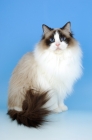 Picture of seal bi-coloured ragdoll cat, sitting down