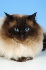 Picture of seal colourpoint cat, portrait