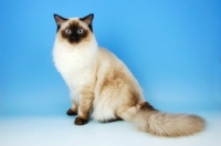 Picture of seal colourpoint cat