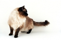 Picture of seal colourpoint Ragdoll cat