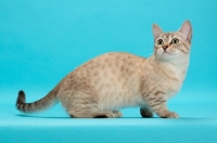 Picture of Seal (Natural) Mink Spotted Tabby Munchkin