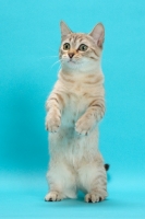 Picture of Seal (Natural) Mink Spotted Tabby Munchkin on hind legs