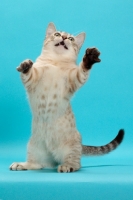 Picture of Seal (Natural) Mink Spotted Tabby Munchkin jumping up