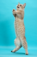 Picture of Seal (Natural) Mink Spotted Tabby Munchkin standing up