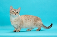 Picture of Seal (Natural) Mink Spotted Tabby Munchkin, side view