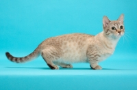 Picture of Seal (Natural) Mink Spotted Tabby Munchkin on pastel background