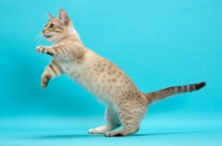 Picture of Seal (Natural) Mink Spotted Tabby Munchkin, jumping