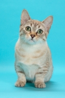 Picture of Seal (Natural) Mink Spotted Tabby Munchkin standing on blue background