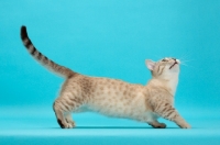 Picture of Seal (Natural) Mink Spotted Tabby Munchkin looking up