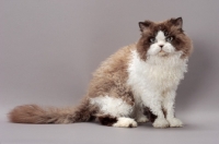 Picture of Seal Point & White Selkirk Rex, sitting