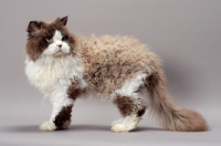 Picture of Seal Point & White Selkirk Rex, standing