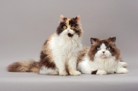 Picture of Seal Point & White Selkirk Rex, together with a Tortoiseshell & White Selkirk Rex