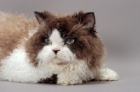 Picture of Seal Point & White Selkirk Rex, lying down