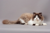 Picture of Seal Point & White Selkirk Rex