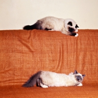 Picture of seal point and blue point birman cats playing