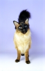 Picture of seal point balinese cat on purple background, front view