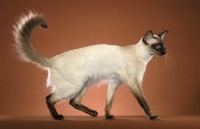 Picture of seal point Balinese cat, side view
