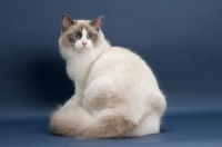 Picture of Seal Point Bi-Color ragdoll, back view