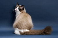 Picture of Seal Point Bi-Color Ragdoll, back view, on blue background