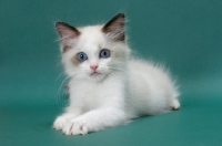 Picture of Seal Point Bi-Color Ragdoll kitten, lying down