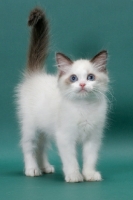 Picture of Seal Point Bi-Color Ragdoll kitten in studio