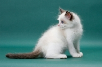 Picture of Seal Point Bi-Color Ragdoll kitten