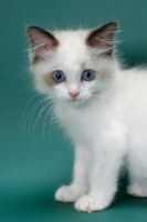 Picture of Seal Point Bi-Color Ragdoll kitten on green background