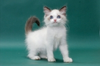 Picture of Seal Point Bi-Color Ragdoll kitten