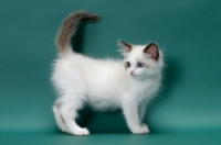 Picture of Seal Point Bi-Color Ragdoll kitten, side view