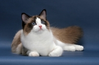 Picture of Seal Point Bi-Color Ragdoll, looking up on blue background
