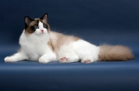 Picture of Seal Point Bi-Color Ragdoll, lying down on blue background