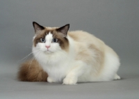 Picture of Seal Point Bi-Color Ragdoll, on grey background