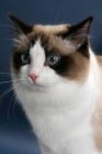 Picture of Seal Point Bi-Color Ragdoll, portrait on blue background