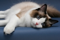 Picture of Seal Point Bi-Color Ragdoll, resting on blue background