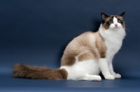 Picture of Seal Point Bi-Color Ragdoll, sitting on blue background