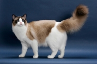 Picture of Seal Point Bi-Color Ragdoll, standing on blue background